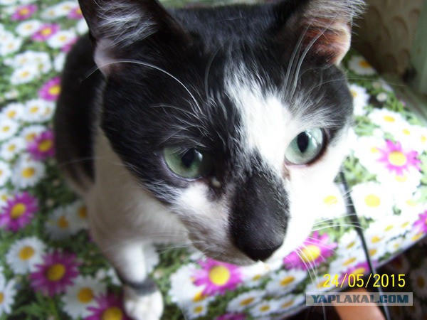 Котовторник