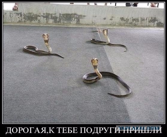 Подборка демотиваторов