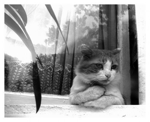 Котовторник 11.08.2015