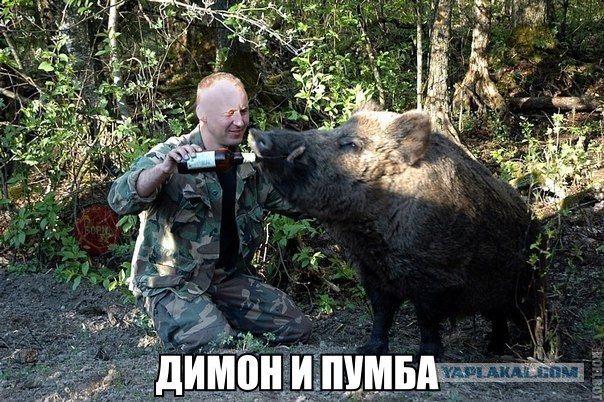 Приколы из сети