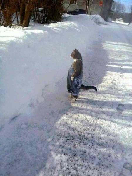 Прикольные картинки
