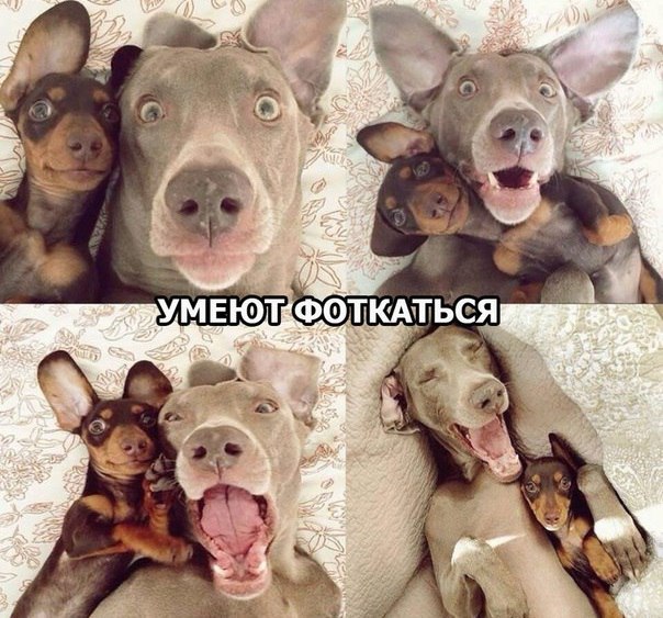 Ужасы и приколы из соцсетей 18+