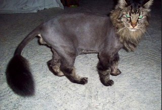 Хотел напугать кота