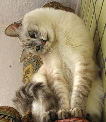 Котомет на вторник - супер подборка котов! (22.01)