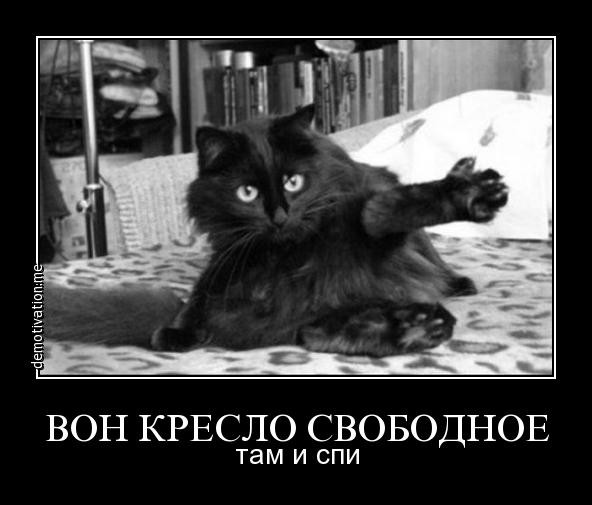 Коты из сети