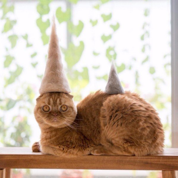Коты из сети