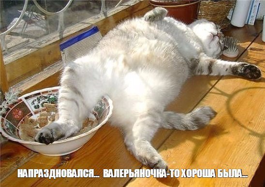 Коты из сети