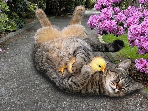 Коты из сети