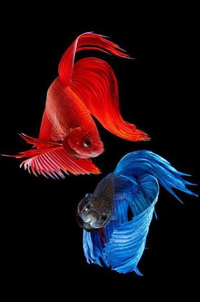 Самые смешные животные