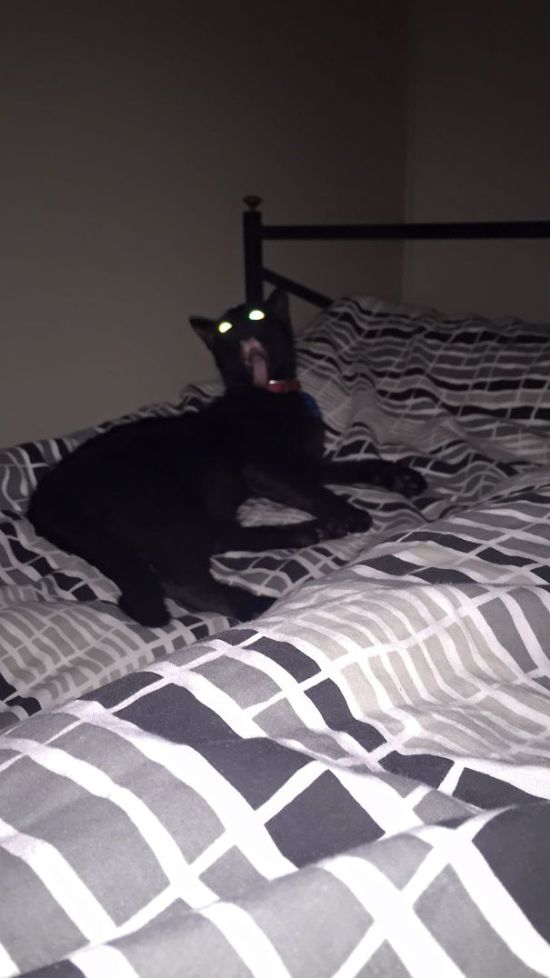 Коты и Кошки