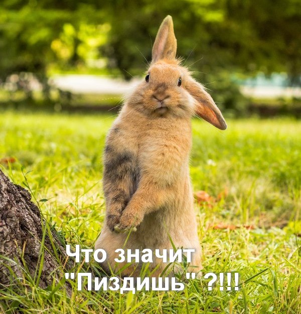 Деградации ЯПу