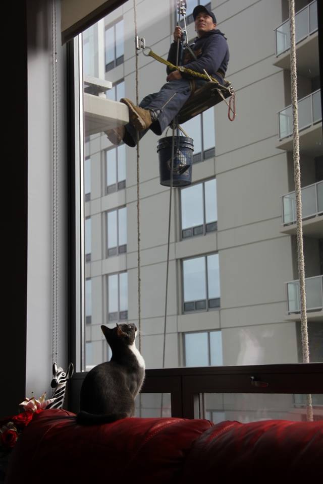 Коты и Кошки