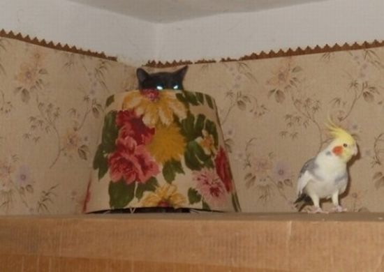 Коты и Кошки
