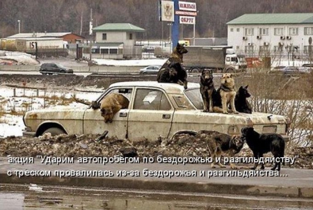 Эти смешные животные!