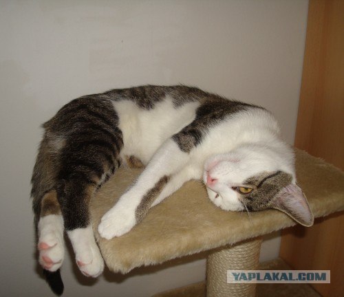Котовторник (14.02.2012)