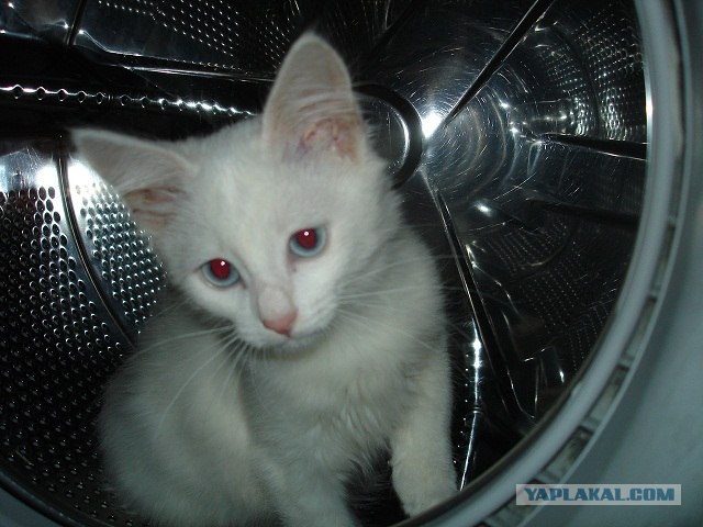 Котовторник 24.07.2012