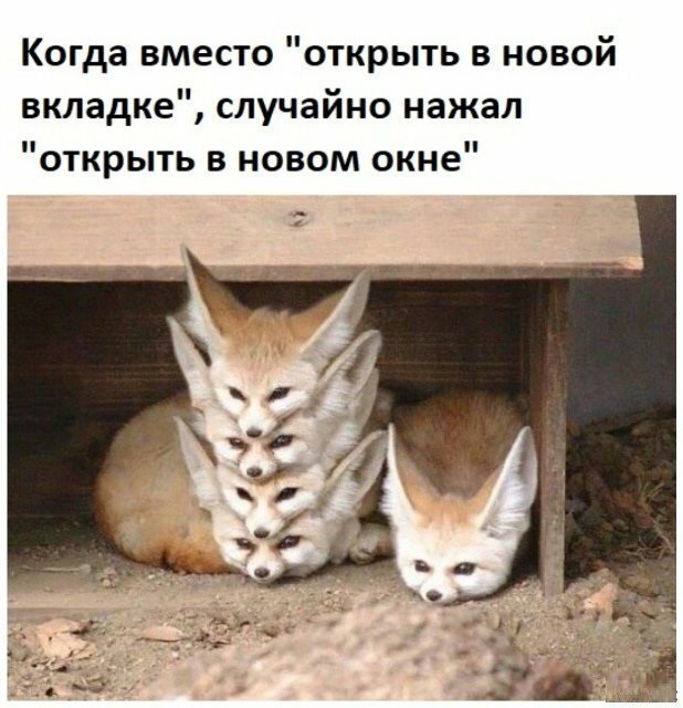 Анекдоты, соц-сети, истории и картинки с надписями