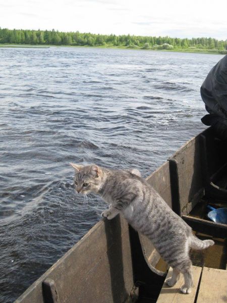 Друзья моряков: почему корабельных котов считают полноправными членами экипажа