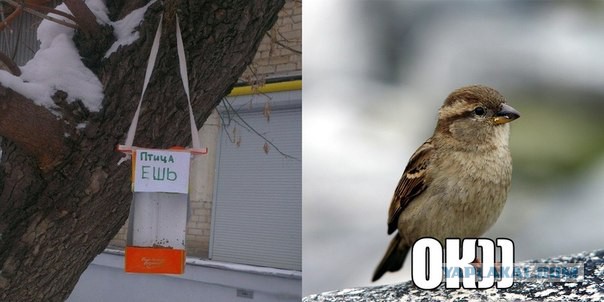 Смешные и не очень картинки из ВК