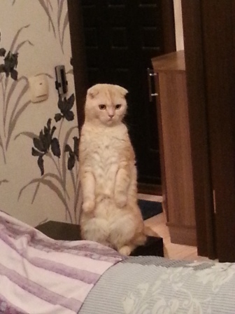 Котовторник