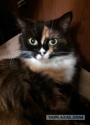 Слепая кошка с завораживающими глазами