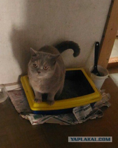 КотоВторник 26.04.2016