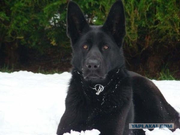С выставки немецких овчарок