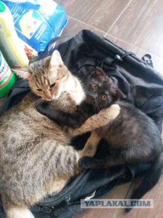Котовторник 25.10. 2016