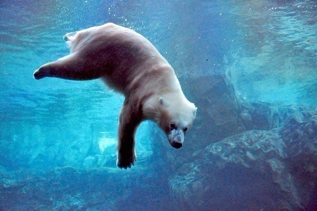 Самые смешные животные