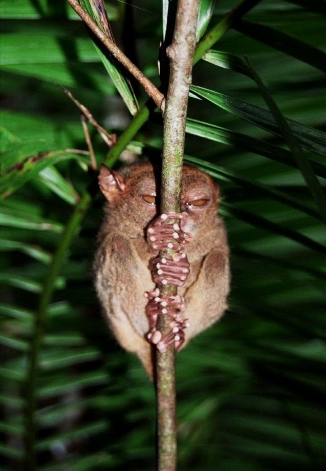 Долгопяты (лат. Tarsius)