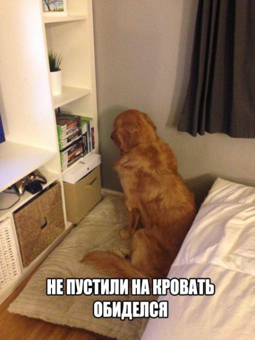 Подборка забавных животных