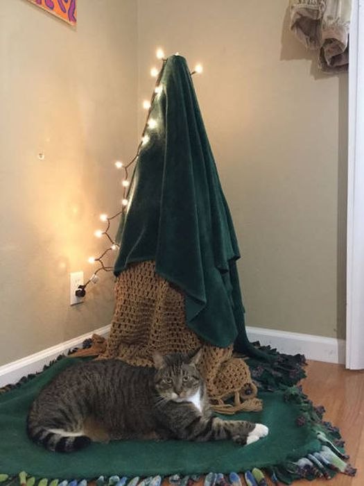 Коты и Кошки