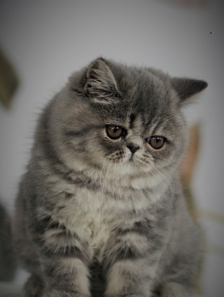Котовторник ждали? А вот и он!