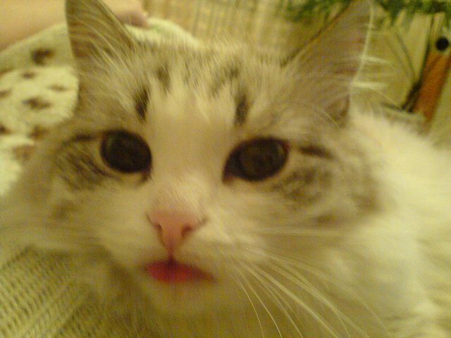 Прикольные коты на среду! ОЧЕНЬ МНОГО!