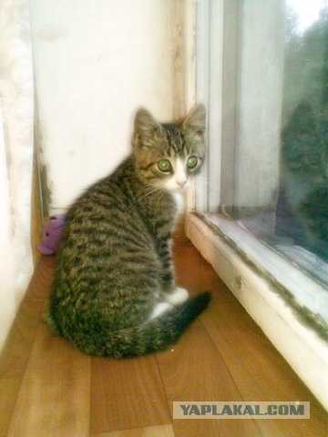 Котовторник  на  ЯПлакалъ