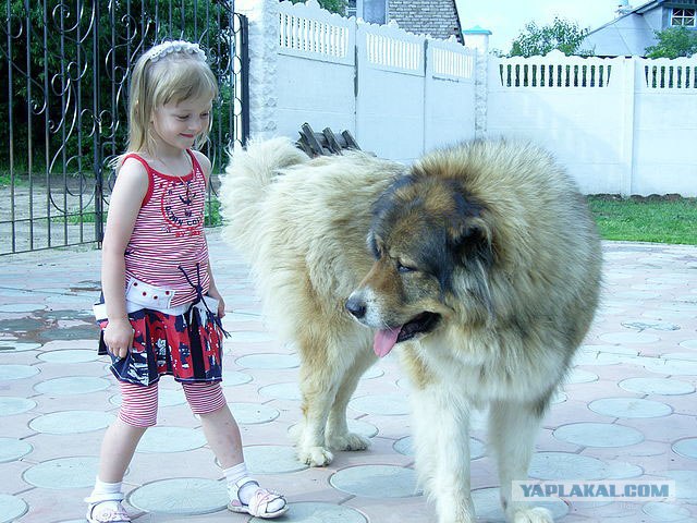 Собакосреда:) Съедим кошек:)