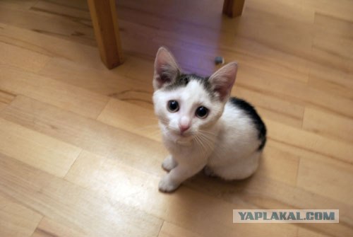 Котовторник?