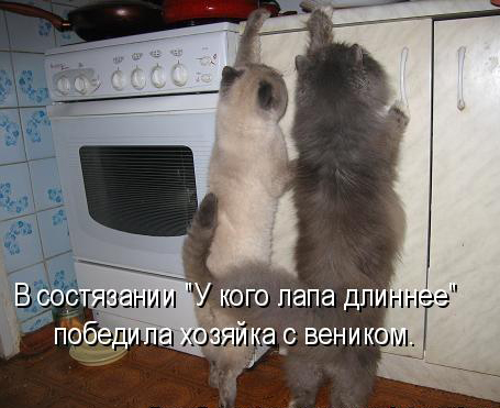 Котовторник 15.02.2011
