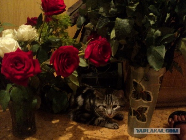 Котовторник. А как же?!