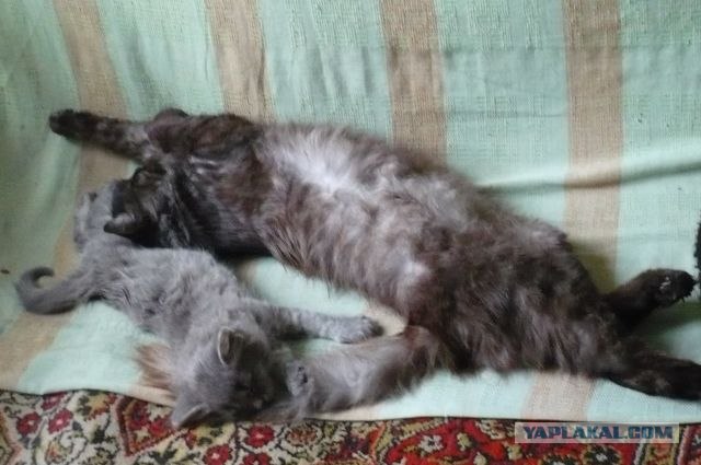 Котовторник 27.12.11