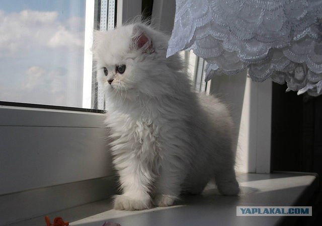 Котовторник (24. 01. 2012 )