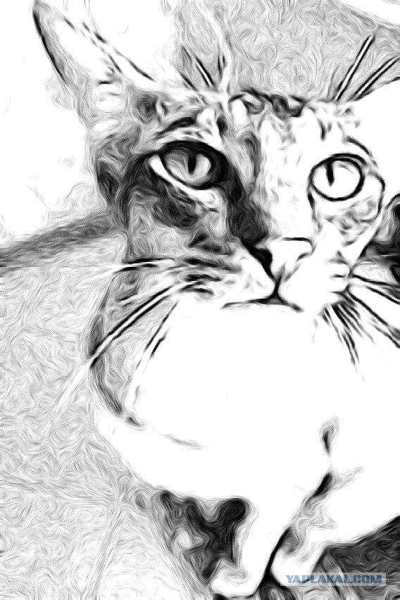 Котовторник 07.08.2012