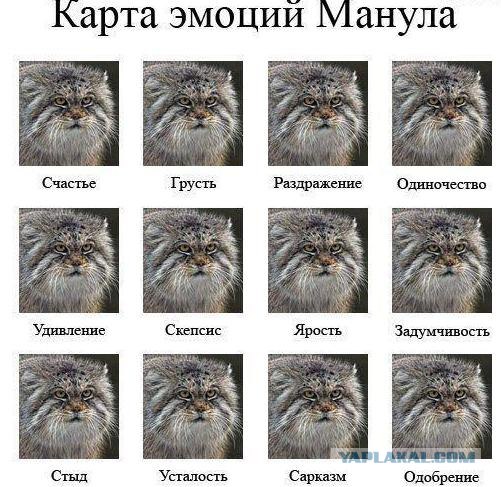 А про "погладь кота, сука!" уже все и забыли?!