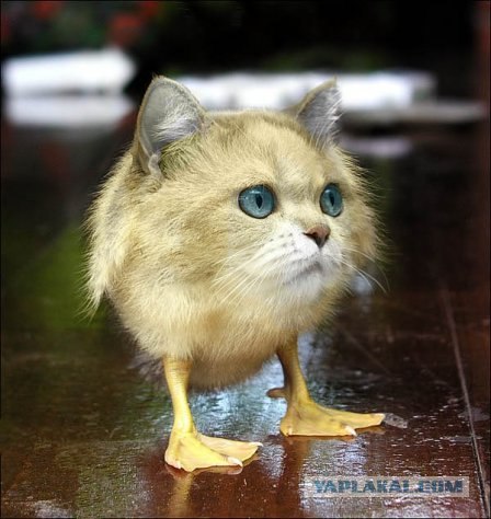 Надоело всё, теперь я сова!