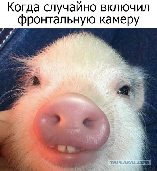 Бабы.. Суки голимые..