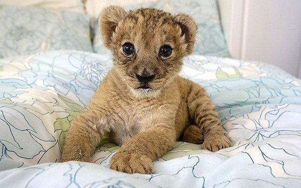 Дикий котовторник