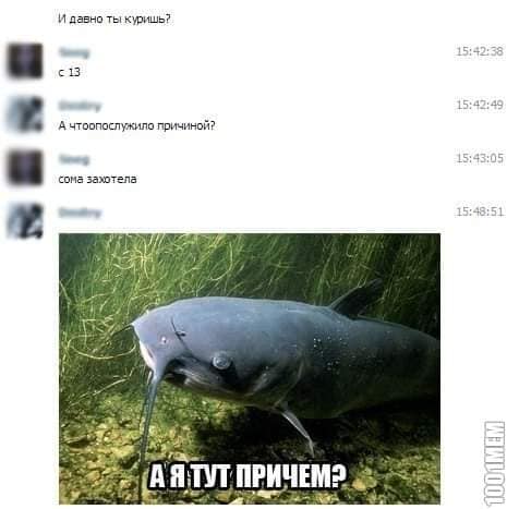 Истории про сома