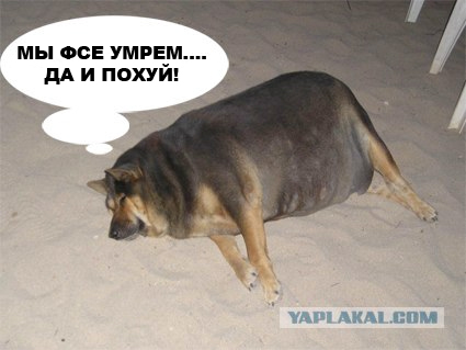 Фотожаба: О чем же думает собака?....