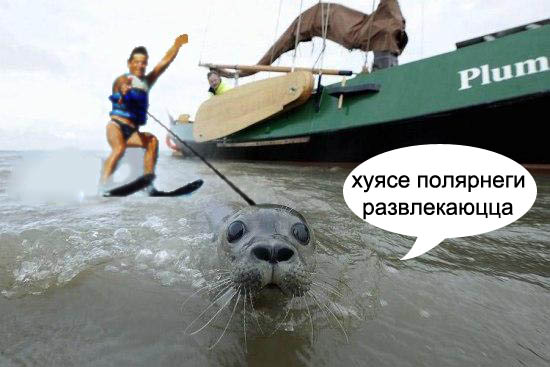 Фотожаба: Испуганый морской котик