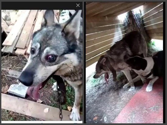 В Карелии пьяный мужик пришел в местный приют для животных и начал натравливать свою бойцовую собаку на привязанных цепью собак